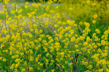 Selective focus of golden yellow flowers with green leaves, Rapeseed also known as Oilseed rape, White mustard (Sinapis alba) is an annual plant of the family Brassicaceae, Natural floral background.
