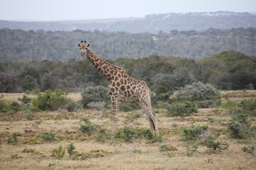 giraffe in the savannah