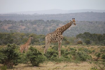 giraffe in the savannah