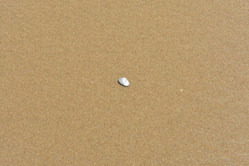 A single white seashell rests on a vast expanse of light brown sand.