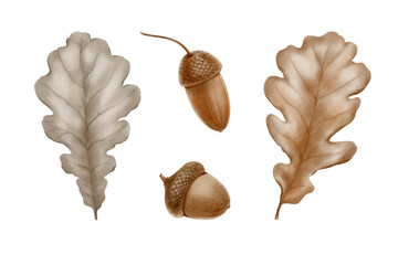 Fototapeta premium Autumn oak leaves with acorns as a symbol of the waning of nature, the fall harvest. Watercolor illustration is hand drawn on transparent background to decorate a seasonal holiday or festival