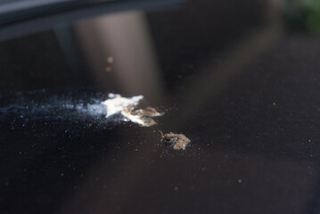 A close-up of bird droppings on a sleek, dark car hood, capturing the minor imperfection with raw, textural detail and natural light.