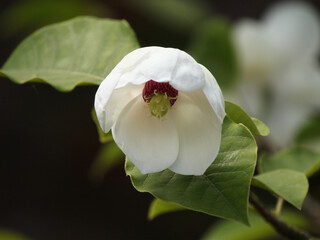 Close up of a White Flower