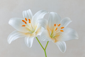 Fototapeta premium closeup of ultrabright blooming lilies isolated against clean background