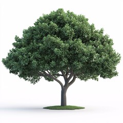 Fototapeta premium Big Tree with Green Leaves. A Scenic Natural Beauty Showcasing Nature's Vitality and Biodiversity