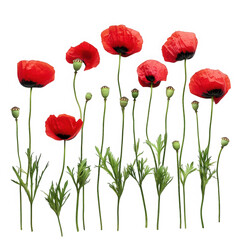 Obraz premium Poppies with buds and leaves isolated on transparent background