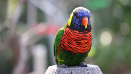 rainbow lorikeet parrot