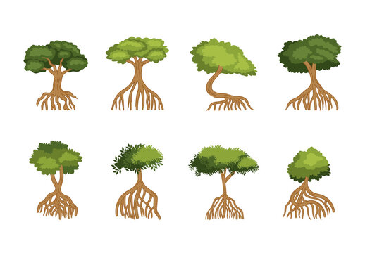 Green And Brown Mangrove Roots Plants Nature Illustrations Set