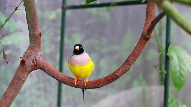 Colorful Australian finch feeding inside a zoo' artificial habitat setup