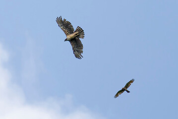 飛翔するクマタカとサシバ