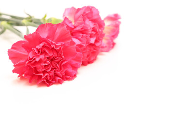 白背景のカーネーションの花束