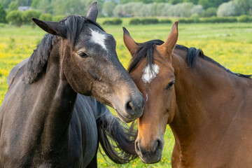 Two Horses Showing Affection in Green Meadow – Close-Up of Friendship and Bond Between Farm Animals