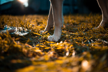 Close-up of dog paws on dry yellow grass