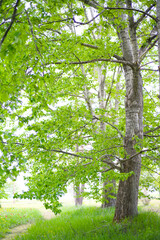 新緑が美しい公園