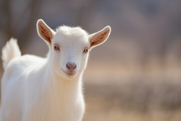 Obraz premium white goat looking directly at camera.