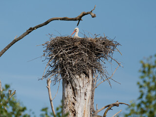 Cigogne blanche femelle (Ciconia ciconia) sur le nid, couvant ses &oelig;ufs, nidification, oiseaux &eacute;chassiers, faune europ&eacute;enne, comportement parental, oiseau migrateur