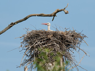 Fototapeta premium Cigogne blanche femelle (Ciconia ciconia) sur le nid, couvant ses œufs, nidification, oiseaux échassiers, faune européenne, comportement parental, oiseau migrateur