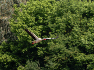 Cigogne blanche mâle (Ciconia ciconia) en vol, ailes déployées, oiseau migrateur échassier, silhouette en plein ciel, plumage blanc et noir, vol majestueux