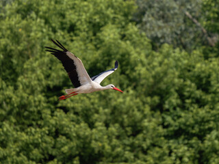 Cigogne blanche mâle (Ciconia ciconia) en vol, ailes déployées, oiseau migrateur échassier, silhouette en plein ciel, plumage blanc et noir, vol majestueux