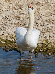 Cygne tuberculé (Cygnus olor) majestueux au bord de l’eau, oiseau aquatique, plumage blanc, bec orange avec tubercule noir, observé en milieu naturel
