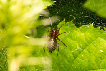 Araignée Agelena labyrinthica dans sa toile tissée au milieu des feuilles en forêt, araignée tisseuse, araignée courante d’Europe, habitat naturel forestier
