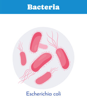 Escherichia coli bacteria diagram. Vector illustration