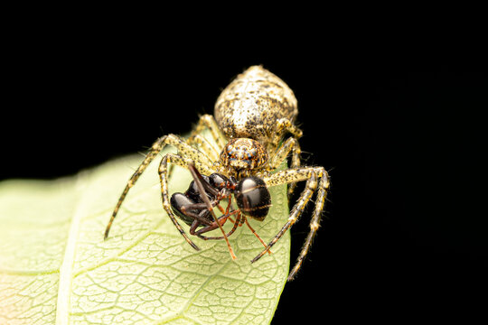 Araign&eacute;e crabe Tmarus piger capturant une fourmi sur une feuille, sc&egrave;ne de pr&eacute;dation en macro, comportement animal, biodiversit&eacute; et r&eacute;gulation naturelle des insectes
