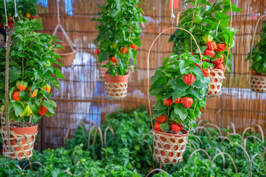 Japanese lantern plants, also known as ground cherry, hang in woven bamboo pots at a Hoozuki market during the summer Obon Buddhist festival, sold to worshippers to guide the spirits of ancestors.