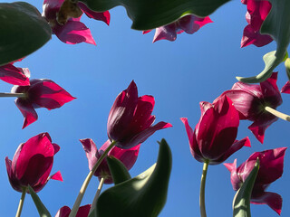 Purple Tulips Viewed from Below Against Clear Blue Sky in Springtime