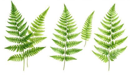 Watercolor Green Fern Leaves on Transparent Background