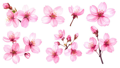 Fototapeta premium Pink Cherry Blossoms on Transparent Background