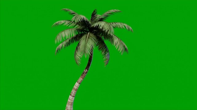 A seamless loopable 3D animation of a single tropical palm tree gently swaying in the wind.