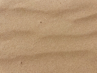 Fine Sand Ripple Texture from Dutch Dunes Seen from Above, Top View Background