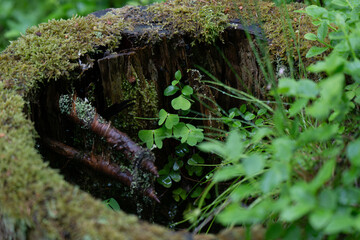 Coniferous forest in early summer, ecosystem close-up, moss and plants among old stumps