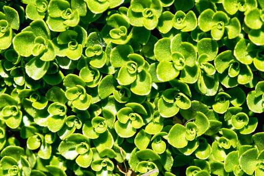 Phedimus stevenianus, Rouy & E.G.Camus, 't Hart, Syn.: Sedum stevenianum grow evergreen wild plants closeup macro photo