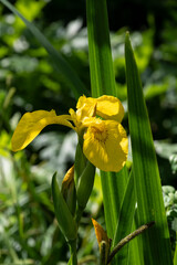 Yellow iris