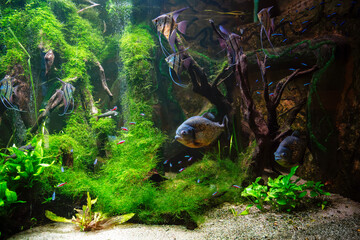 Wrocław Zoo, fish in the aquarium