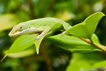 Green Anole Climbing On Leaves