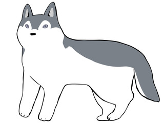 シベリアンハスキー