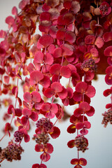 Sedum in autumn is a large genus of flowering plants in the family Crassulaceae,