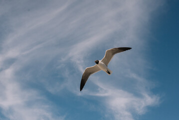 A white seagull flies against the blue sky on the seashore