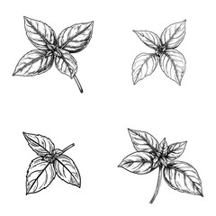 Four Basil Leaves Black And White Illustration