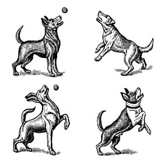 Vintage engraved illustration of playful dogs catching balls in dynamic poses for timeless design inspiration