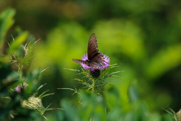 Fototapeta premium Butterfly on a flower