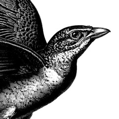 Vintage engraved illustration of a bird in flight showcasing intricate detailing and artistic flair from a classic collection