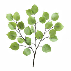 Alder Tree with Rounded Leaves and Fine Branches