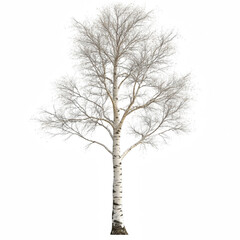 Birch Tree with White Bark and Sparse Leaf Pattern