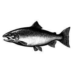 Naklejka premium Vintage engraved illustration of a fish showcasing intricate details and timeless design elements