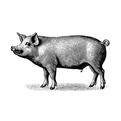Fototapeta premium Vintage engraved illustration of a pig showcasing detailed artistry from a bygone era