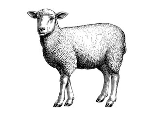 Obraz premium Vintage engraved illustration of a sheep showcasing intricate details in a timeless design for creative projects